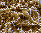 Streptomyces bacteria, SEM