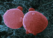 Haloferax extremophile archaea