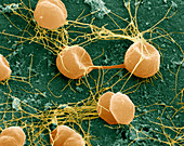 Pyrococcus furiosus archaea, SEM