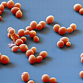 Saccharomyces cerv 3250x - 