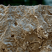 Stromatolith Thetis 880x - 