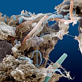 Stromatolihten mit Diatomeen und Bakterien