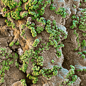 Lichen, Cladonia sp., SEM