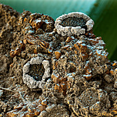 Lichen, Lecanora crenulata, SEM