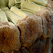 Horsetail strobili, SEM