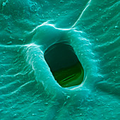 Aloe leaf stoma SEM