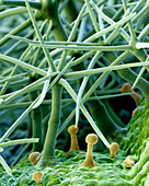 Mullein leaf hairs SEM