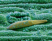 Cympobogon citr 2000x - Botanik, Poaceae, Cymbopogon citratus