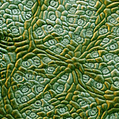 Camphor leaf surface, SEM