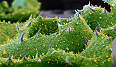 Pelargonium leaf, SEM