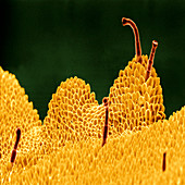 Petal surface of Primula flower
