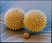 Malve Sonnbl Pollen 500x - Pollen von Malve und Sonnenblume