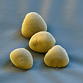 Lime pollen grains
