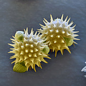Sonnenblume Pollen 2100x  - Pollen, Sonnenblume