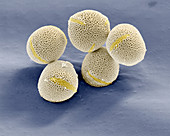 Esche Pollen 1500x - Esche, Pollen 1500-1