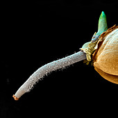 Germinating wheat grain, SEM