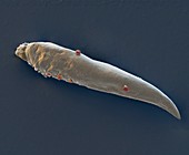 Eyelash mite larva, SEM