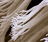 Gecko foot hairs, SEM