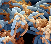 Lactobacillus paracasei bacteria, SEM