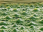 Leaf surface, SEM