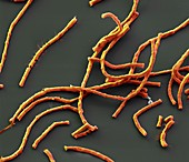 Bac anthracis 3000x - Bakterien, Bacillus anthracis, 3 000-1