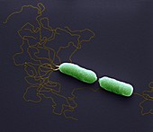 Burkholderi Pili 30kx - Bakterien, Burkholderi pseudomallei 30 000-1