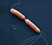 Burkholderi Teilung2  35kx - Bakterien, Burkholderi pseudomallei in Teilung 35 000-1