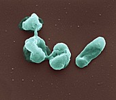 Francisella tularensis bacteria, SEM