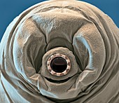 Water bear mouth