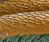 Silk moth antennae, SEM