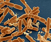 E coli 14kx - Escherichia coli Bakterium, 14 000-1