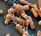 E coli 21kx - Escherichia coli Bakterium, 21 000-1