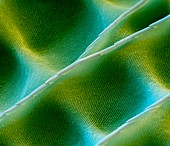 Butterfly wing scale, SEM