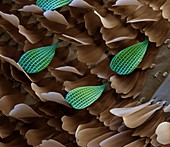 Butterfly wing scales, SEM