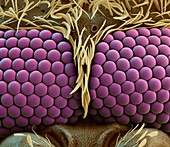 Mosquito compound eyes, SEM