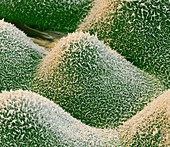 Taro leaf surface, SEM