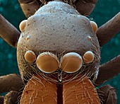 Ameisenspinne 75x - Ameisenspringspinne, Kopf 75-1