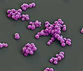 Staphylococcus pseudintermedius, SEM