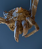 Harvestman spider, SEM
