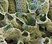 Photosynthetic leaf tissue, SEM
