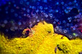 Fluorescent sponges