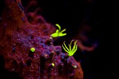 Soft coral and algae fluorescing