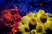 Fluoreszenz bei Meerestieren