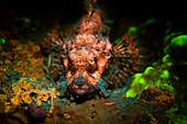 Scorpion fish, underwater fluorescence