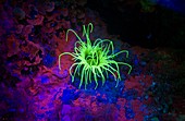 Tube anemone, underwater fluorescence