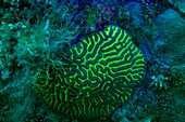 Brain coral underwater, UV light