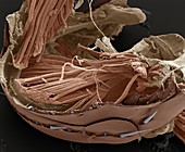 Flea muscle anatomy, SEM