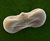 Coriander pollen, SEM