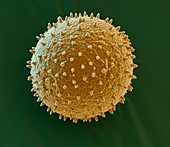 Courgette pollen, SEM