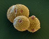 Courgette pollen, SEM